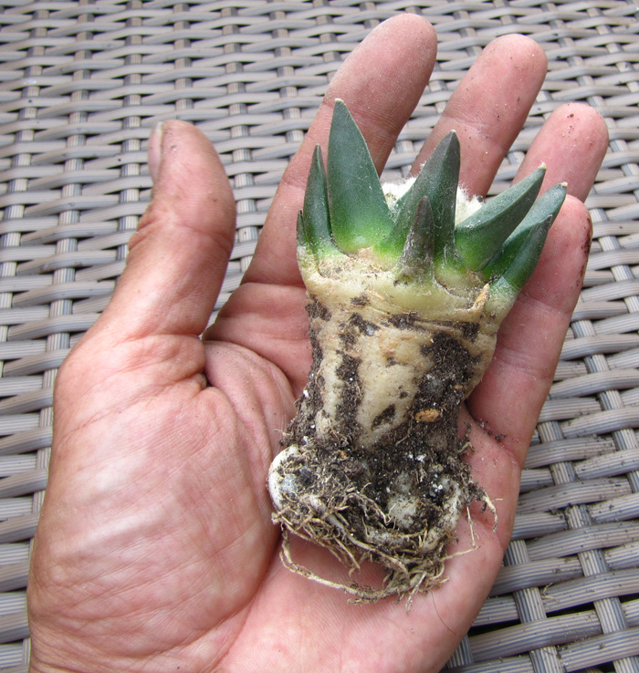 Ariocarpus retusus